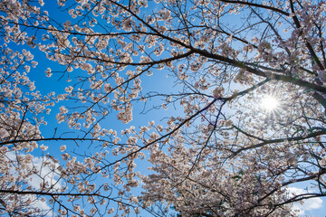 満開の桜と青空　逆光　春イメージ　ソメイヨシノ　日本の春