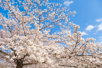 満開の桜と青空　春イメージ　ソメイヨシノ　日本の春
