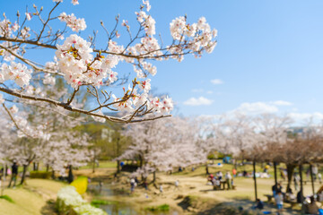 Fototapeta na wymiar 桜が満開の公園で遊ぶ家族連れ　京都府　けいはんな記念公園