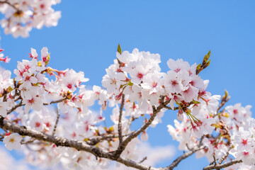 満開の桜と青空　春イメージ　ソメイヨシノ　日本の春