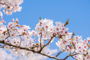 満開の桜と青空　春イメージ　ソメイヨシノ　日本の春