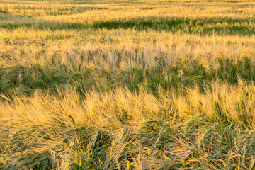 Steppe grass  in the wind