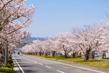桜の並木道　春イメージ　車道　京都府木津川市