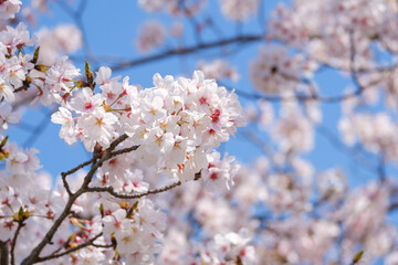 桜　ソメイヨシノ　満開　アップ　コピースペース