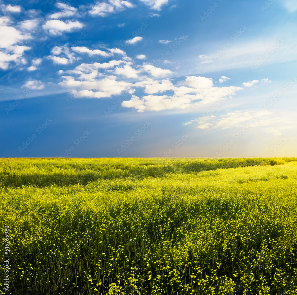 Wall mural beautiful summer fields