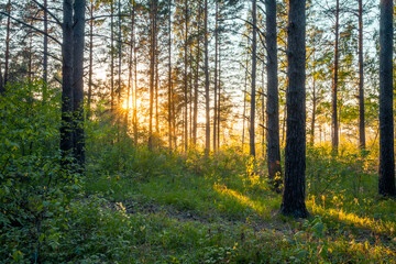 Obraz premium sunset in the woods