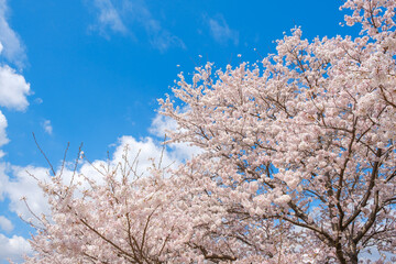 満開の桜と青空　春イメージ　ソメイヨシノ　日本の春