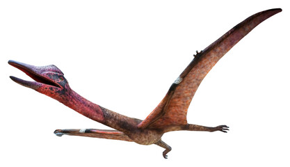 Alanqa is a genus of pterodactyloid pterosaur from the Late Cretaceous period, Alanqa isolated on white background with clipping path