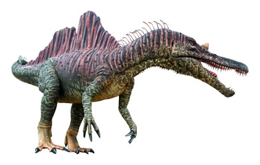 Naklejka premium Ichthyovenator is a carnivore genus of Spinosaurid theropod dinosaur that lived during the Early Cretaceous, Ichthyovenator isolated on white background with clipping path
