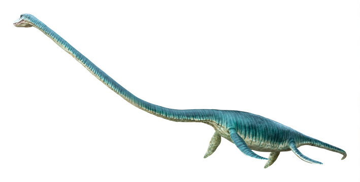 Elasmosaurus is a genus of plesiosaur that lived in the Late Cretaceous period, Elasmosaurus isolated on white background with clipping path