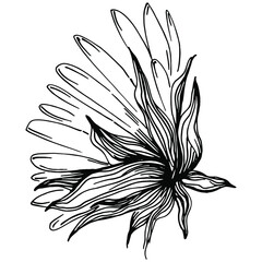 Sunflower summer. Isolated botanical flower, leaves. Black and white engraved sketch ink art. Leaf plant botanical garden floral foliage. Wildflower drawing leaf illustration element.