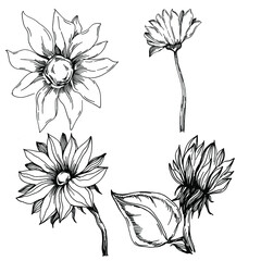 Sunflower summer. Isolated botanical flower, leaves. Black and white engraved sketch ink art. Leaf plant botanical garden floral foliage. Wildflower drawing leaf illustration element.