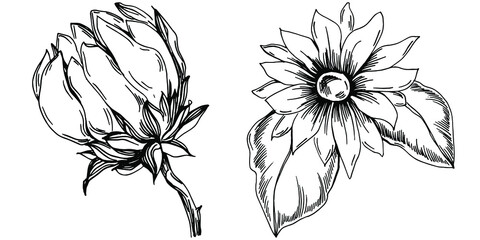 Sunflower summer. Isolated botanical flower, leaves. Black and white engraved sketch ink art. Leaf plant botanical garden floral foliage. Wildflower drawing leaf illustration element.