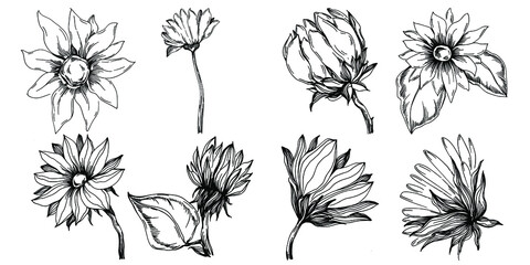 Sunflower summer. Isolated botanical flower, leaves. Black and white engraved sketch ink art. Leaf plant botanical garden floral foliage. Wildflower drawing leaf illustration element.