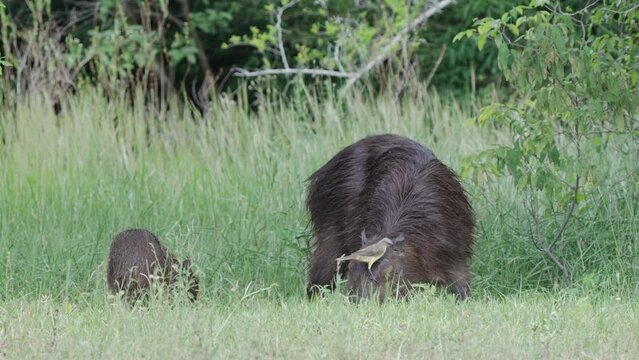 Cattle tyrant bird makes cleaning symbiosis on Capybaras when grazing at pasture. Pantanal wetlands wildlife