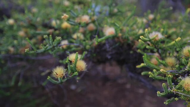 Full HD beautiful footage of Yellow Sand Bottlebrush flowers in King's park botanic gardens, Perth western of Australia 