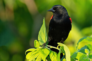 A Red-winged Blackbird Standing in a Tree