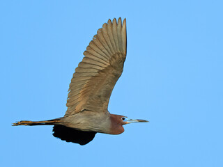 A Little Blue Heron in Flight