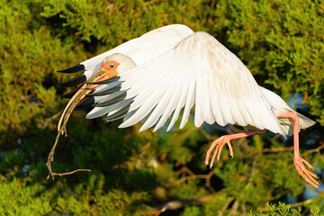 A White Ibis in Flight with Stick in Mouth