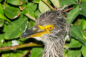 A Close-up Portrait of a Yellow-crowned Night Heron Chick