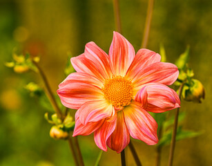 Beautiful close-up of a bicolor dahlia