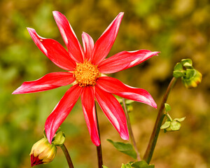 Beautiful close-up of a red dahlia