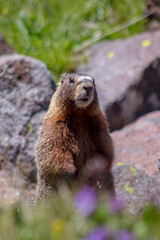 marmot in the mountains