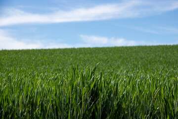 緑の麦の穂と青空

