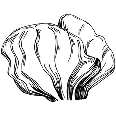 Hand drawn corals isolated on white. Sketch drawing
