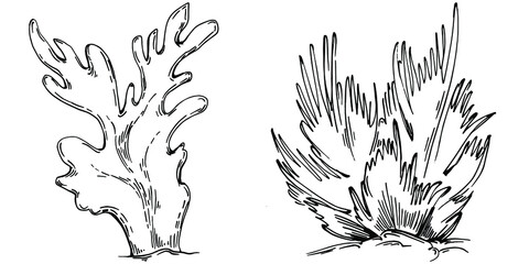 Hand drawn corals isolated on white. Sketch drawing