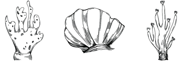 Hand drawn corals isolated on white. Sketch drawing