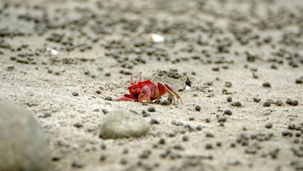 Little, red land crab on the beach in Canoa, Ecuador, surrounded by sand pellets