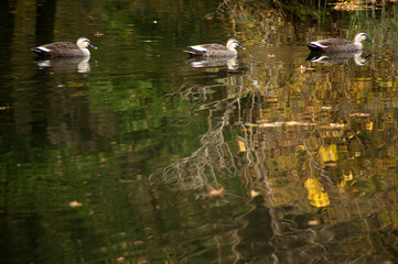 Ducks in a pond in Nikko Botanical Gardens