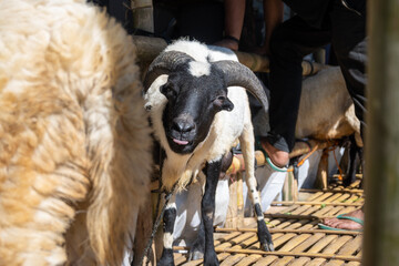 Selling sacrificial animals on the side of the road ahead of Eid al-Adha.