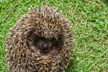 one big hedgehog curled up on the grass