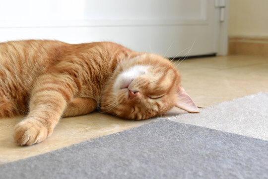 Ginger cat sleeping on the floor at home. Photo can be used for the concept of how to stop cat scratching the rug or carpet and how to remove pets hair on the rug or carpet.
