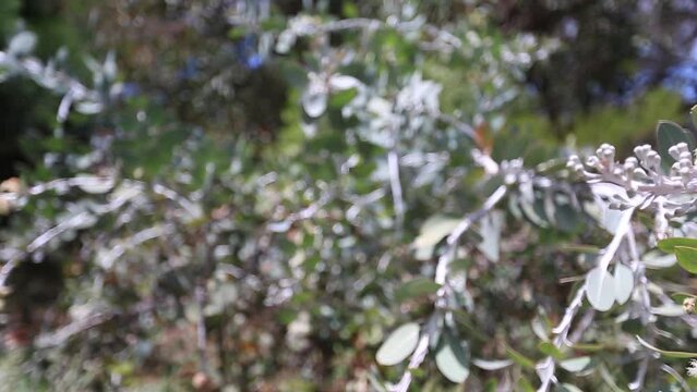 Beautiful Full HD footage of Tellerack Flowers, at King's park botanic gardens, Perth city Western of Australia   
