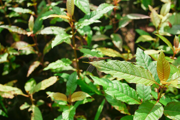 close-up of Mitragyna speciosa or Kratom leaves growing in the plantation	
