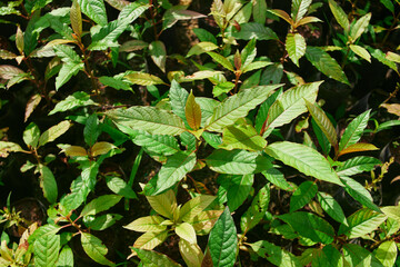 close-up of Mitragyna speciosa or Kratom leaves growing in the plantation	
