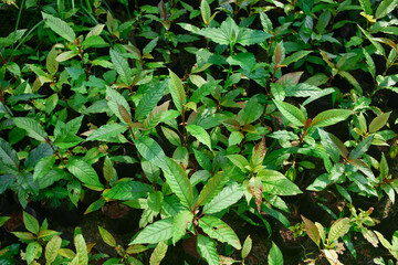 close-up of Mitragyna speciosa or Kratom leaves growing in the plantation	

