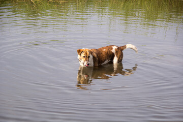 a dog is bathing in a calm river 