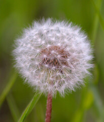dandelion