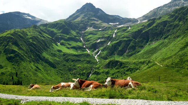 mountain cows grazing at Sportgastein, Nassfeld, mountain range at European alps in Austria