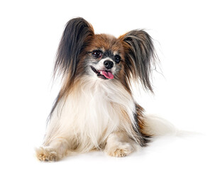 papillon dog in studio