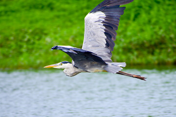 A beautiful grey heron bird in the forest.