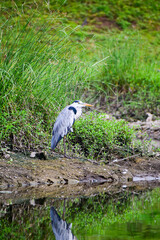 A beautiful grey heron bird in the forest.