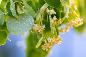 Linden yellow blossom of Tilia cordata tree (small-leaved lime, little leaf linden flowers or small-leaved linden bloom ), banner close up. Botany blooming trees with white flowers.