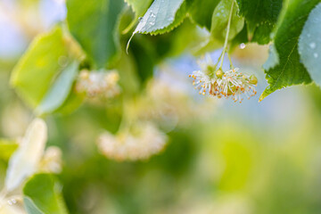 Linden yellow blossom of Tilia cordata tree (small-leaved lime, little leaf linden flowers or small-leaved linden bloom ), banner close up. Botany blooming trees with white flowers.
