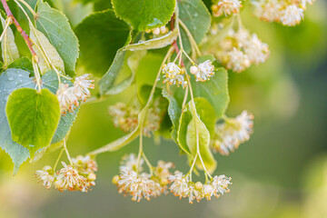 Linden yellow blossom of Tilia cordata tree (small-leaved lime, little leaf linden flowers or...