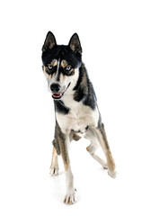 siberian husky in studio